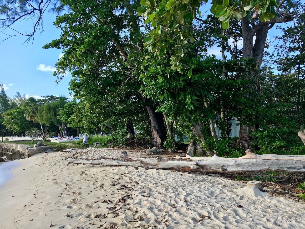 Fallen Tree Sugar Bay beach location scouting by photographer Logan C Thomas for location catalog