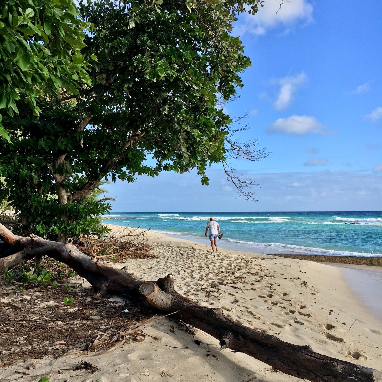 Fallen Tree Sugar Bay beach location scouting by photographer Logan C Thomas for location catalog