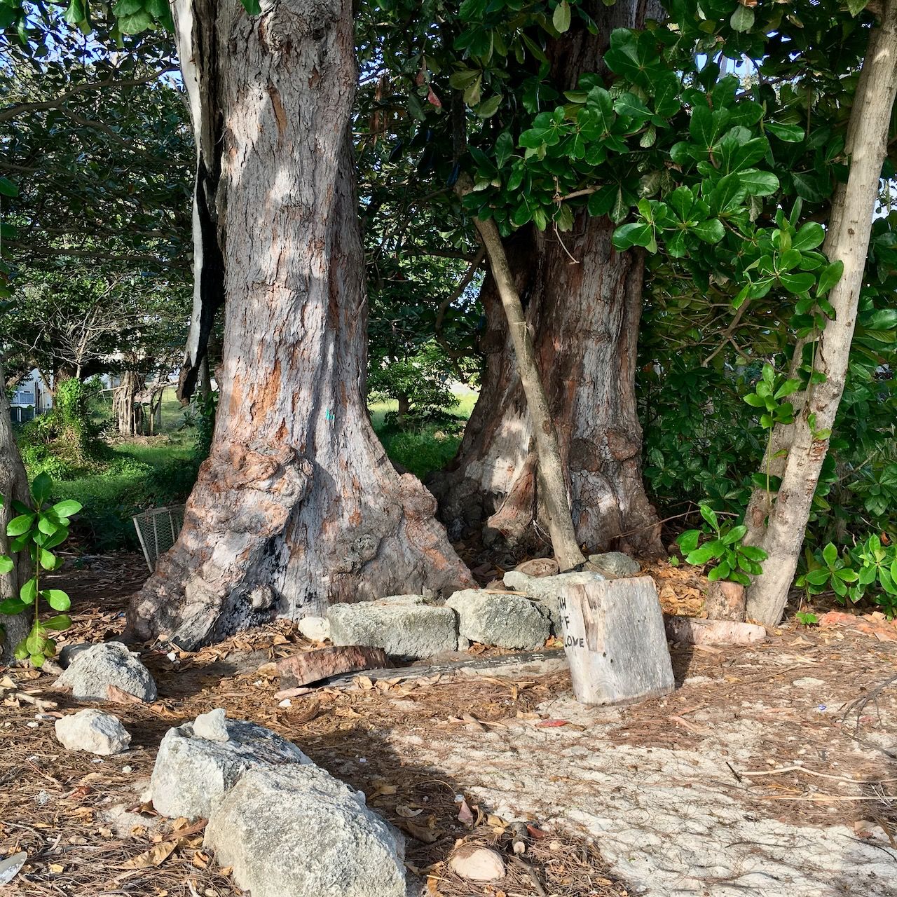 Casuarina tree Sugar Bay beach location scouting by photographer Logan C Thomas for location catalog