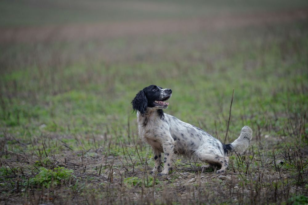 Hunting dogs resting in a grassy field during a break from the hunt.