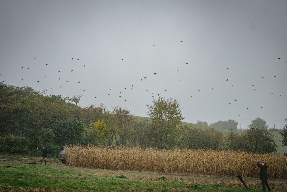 Birds flying over an autumn field during a hunting expedition.