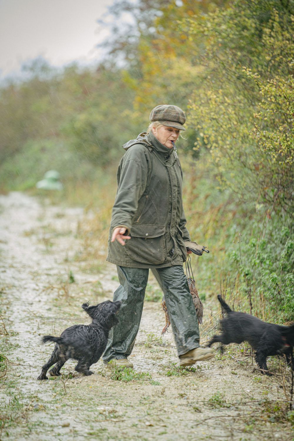 Black hunting dogs following their handler along a rural path during training.