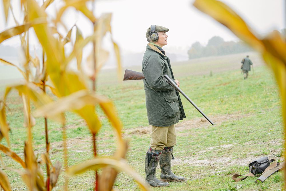 Hunter and dog walking through yellow corn stalks during autumn hunting season.