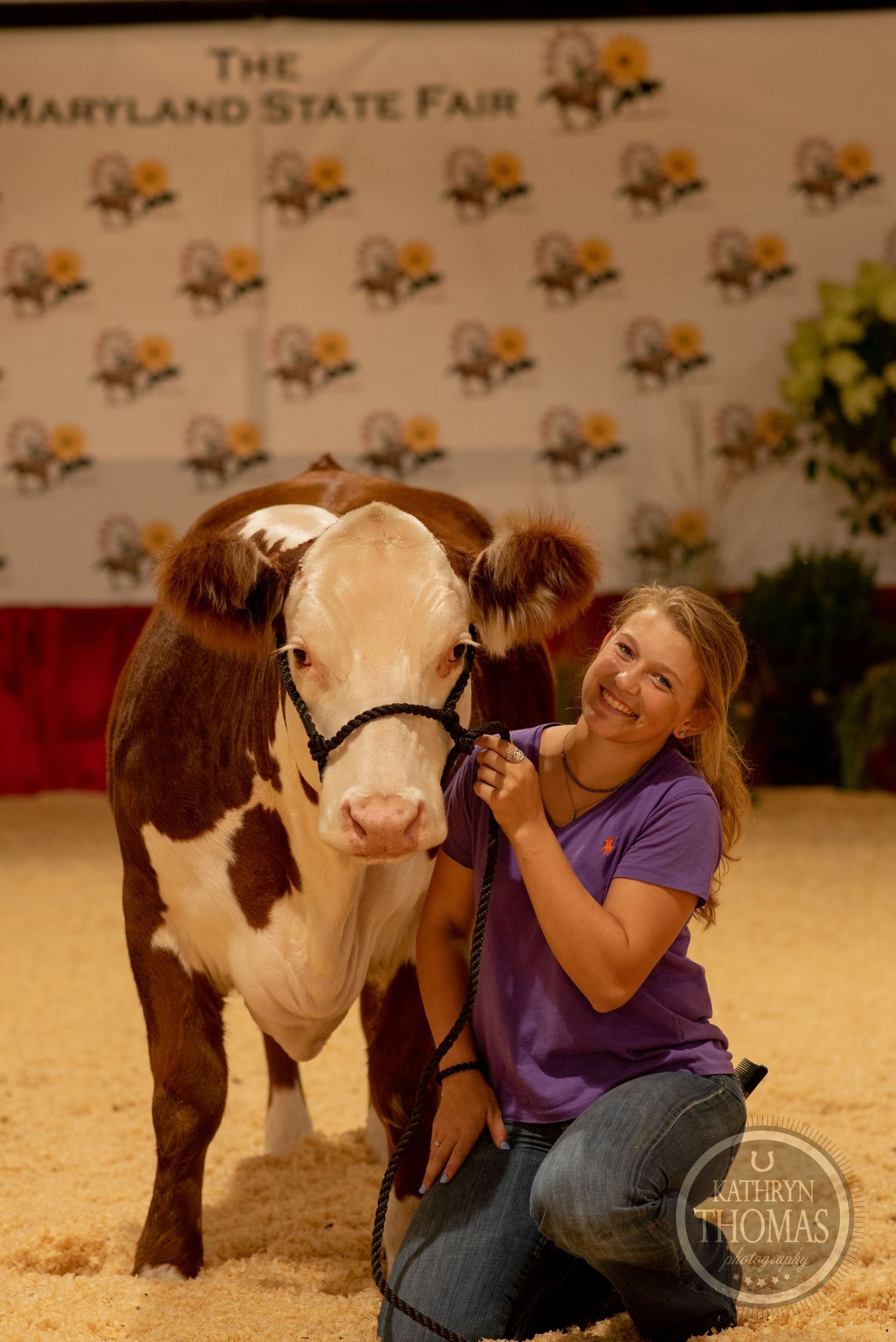 A brown and white show cow poses with its handler at the Maryland State Fair arena.