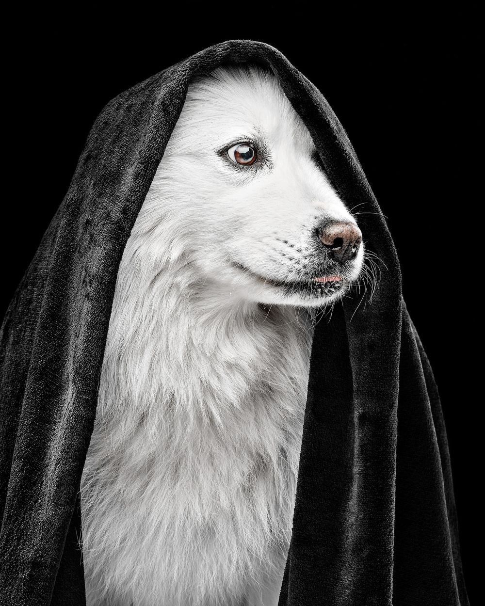 Samojed