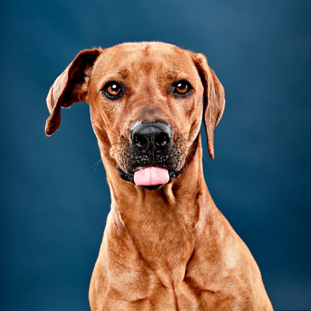 Rhodesian Ridgeback