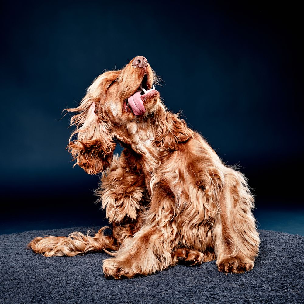 Engelsk Cocker Spaniel