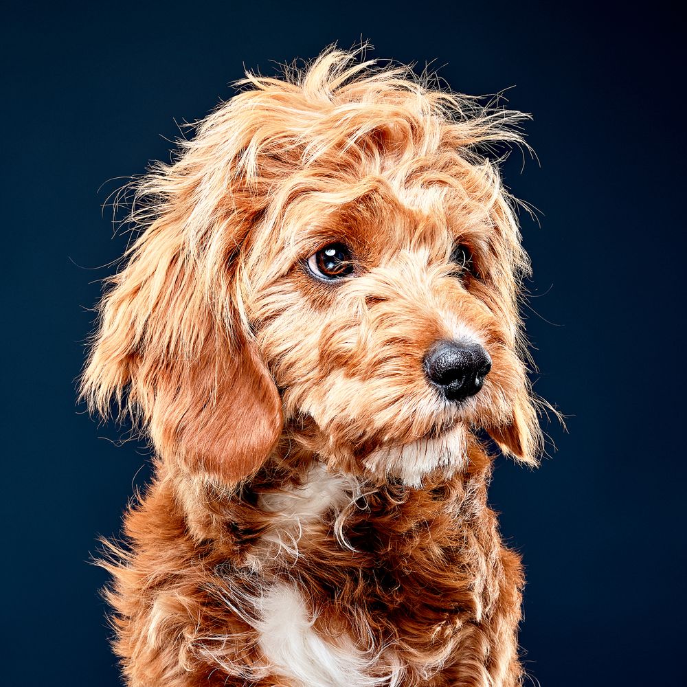 CavaPoo