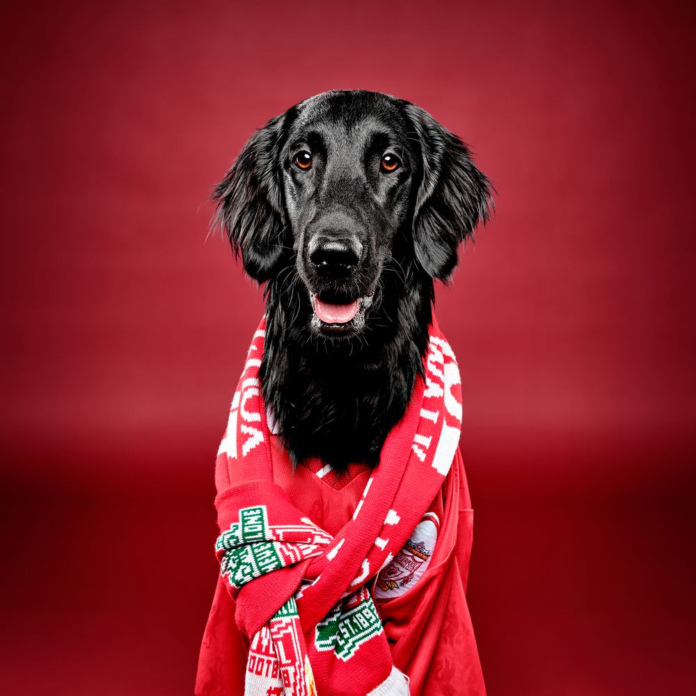 Flatcoated Retriever Liverpool fan