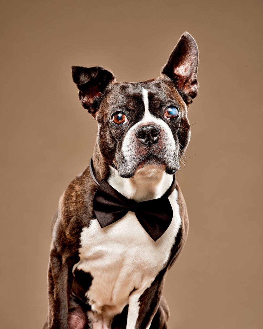 Boston Terrier