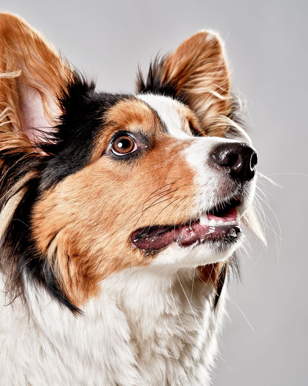 Welsh Cardigan Corgi