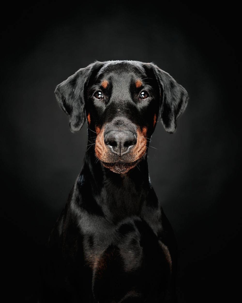 Doberman