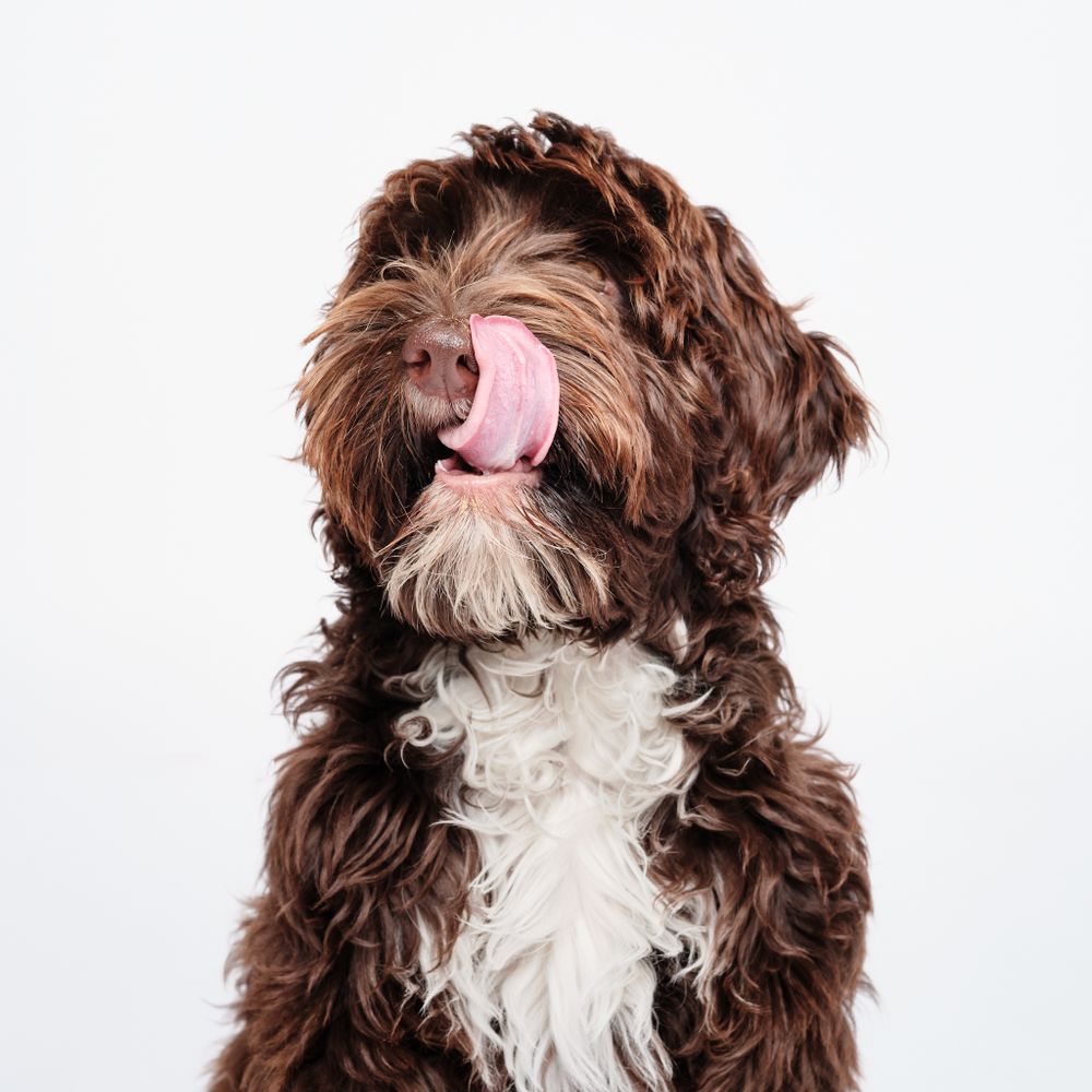 Barbet