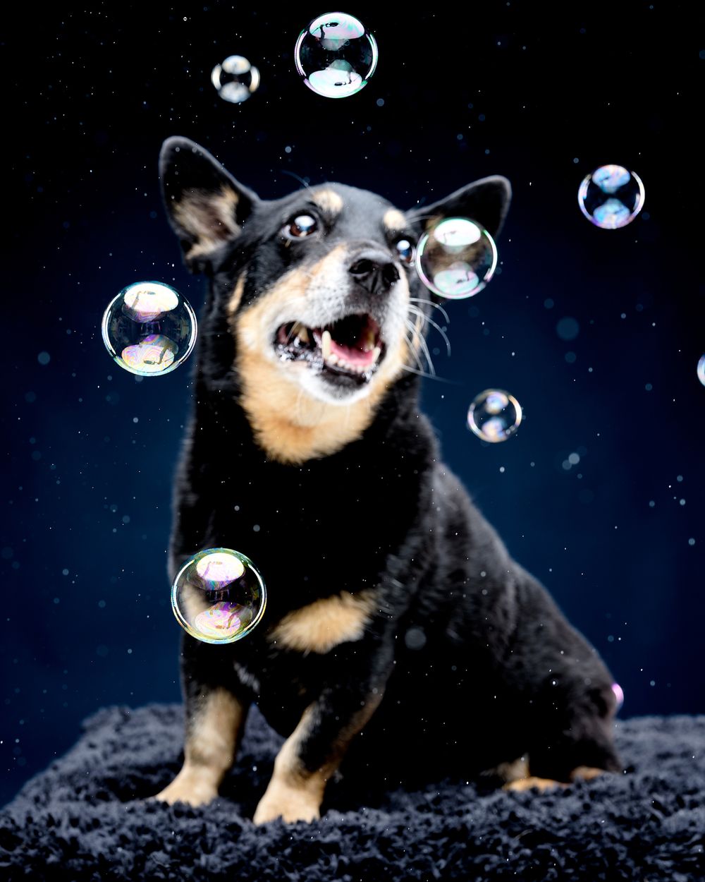 Lancashire Heeler