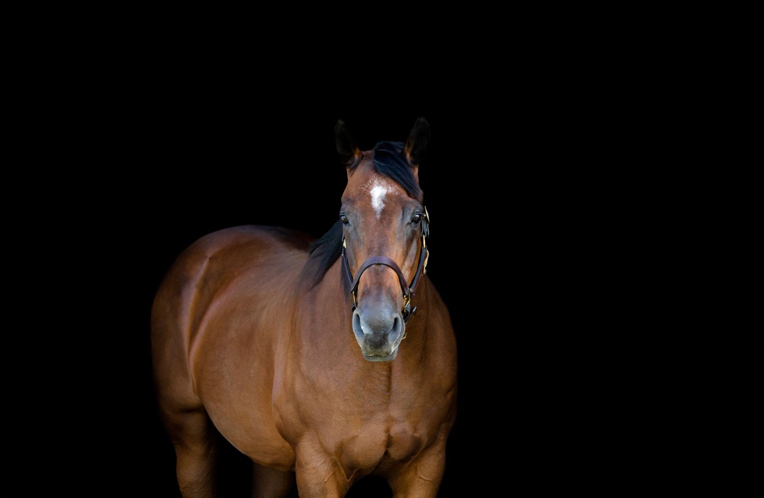 brown horse portraits against black background