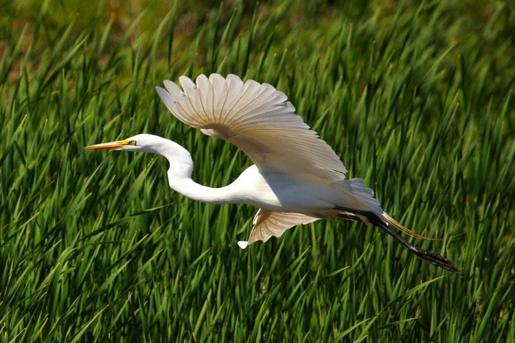 Great-Egret-Flies-through-Marsh-Blackwater-National-Wildlife-Refuge-Maryland