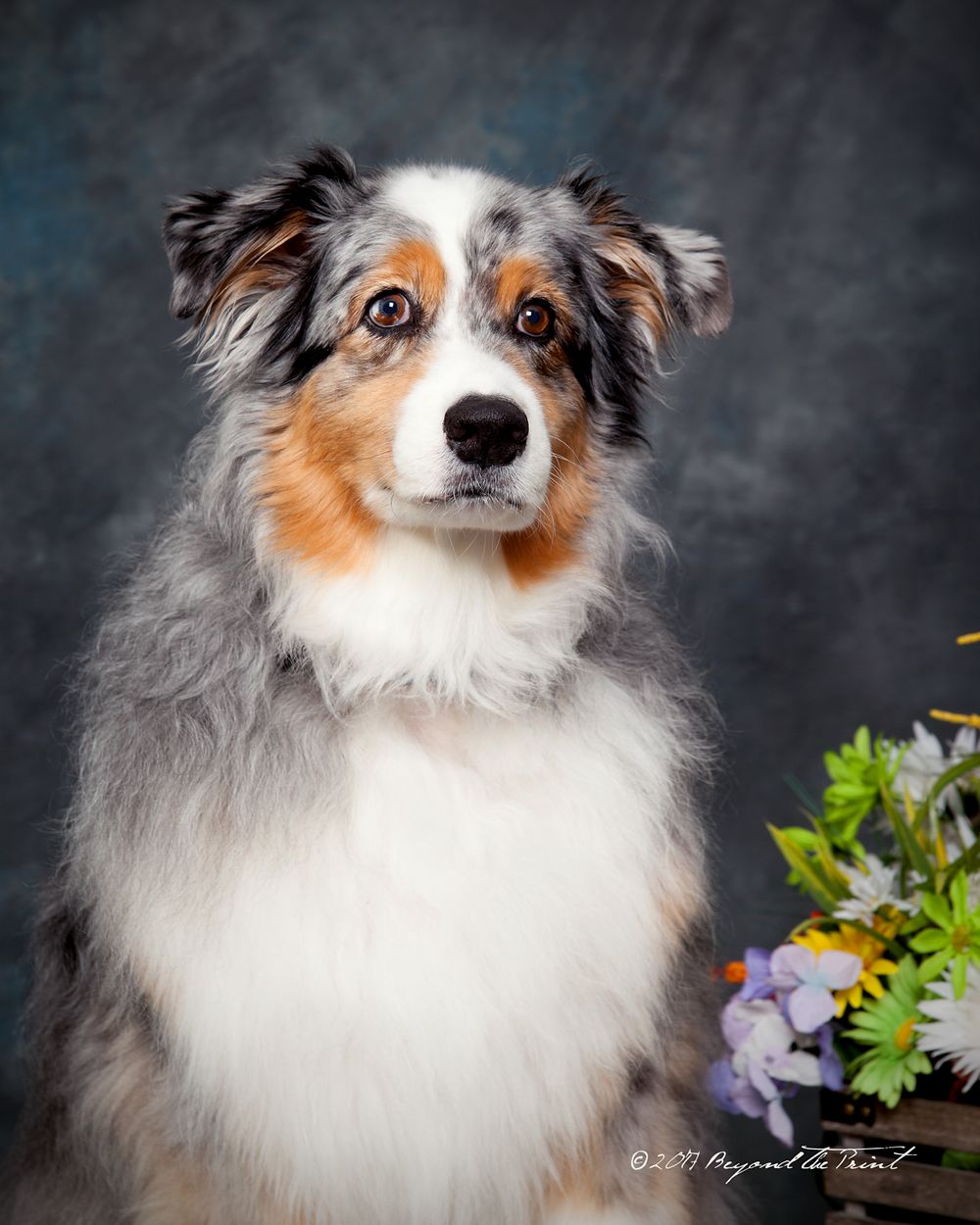 A tri-colored Australian Shepherd poses for a portrait against a dark background with flowers.