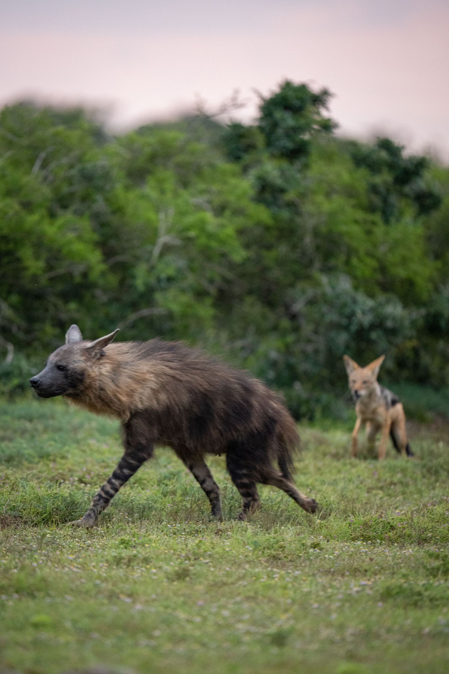 Brown hyenas prowling through grassland at dusk with pack members in background.