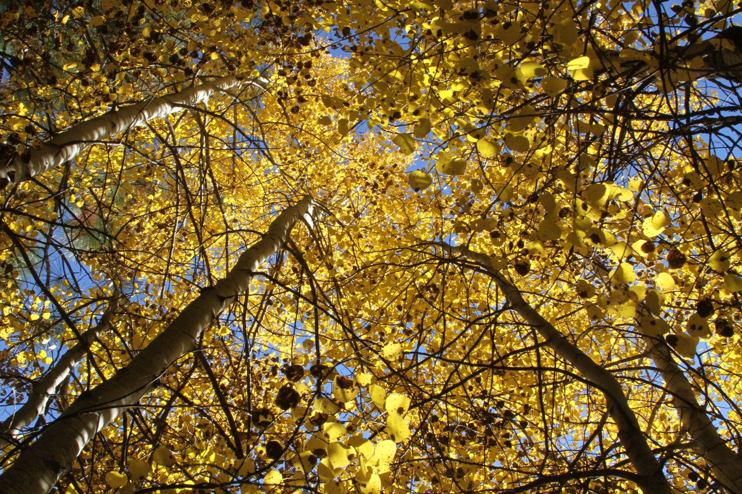 Quaking aspen trees in autumn, Sunriver, Oregon