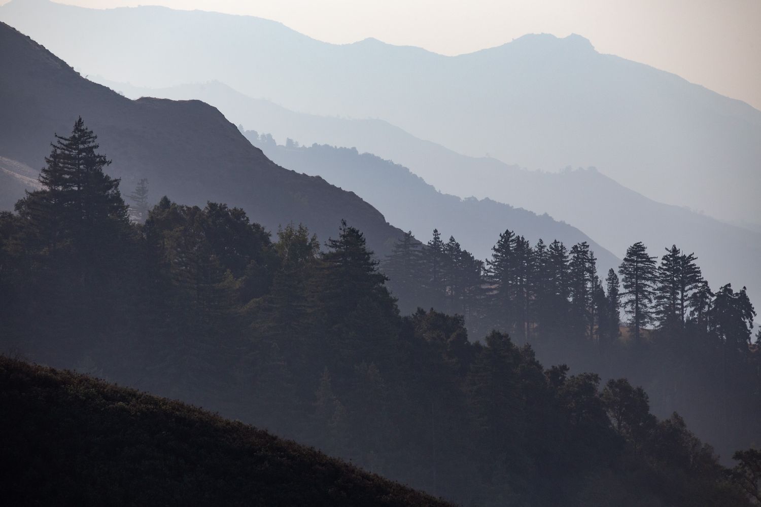 Misty mountain ridges fade into layers of fog with silhouetted pine trees.
