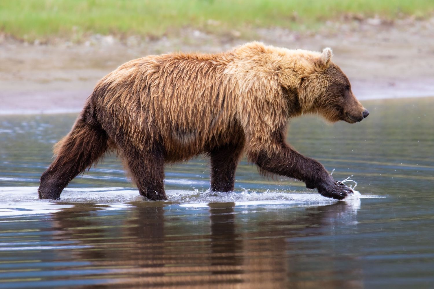 Cory J. Cravatta photo of an Alaskan Brown Bear (Grizzly) walking through water in Lake Clark National Park, Alaska