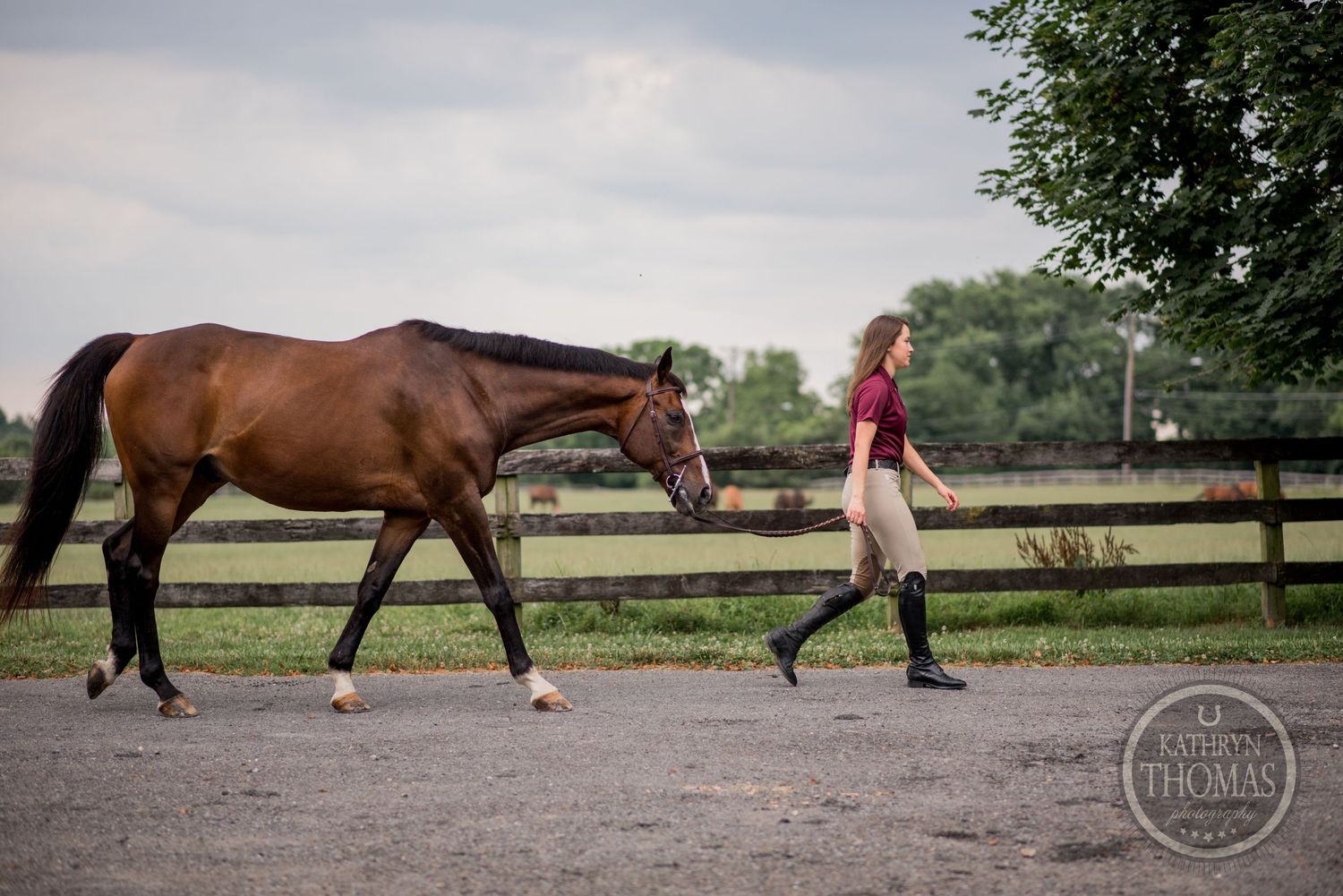 A bay horse follows someone walking down a path beside wooden fencing.
