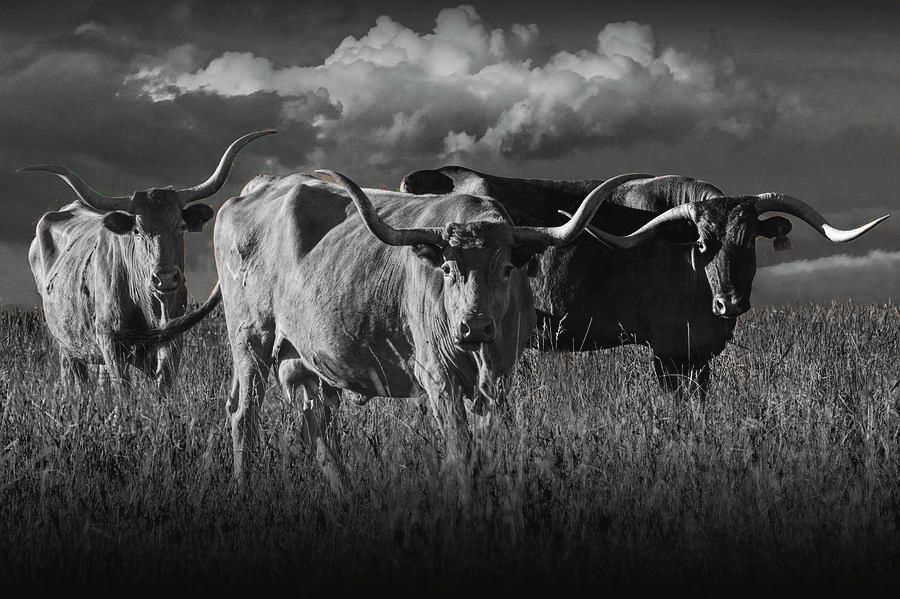 Longhorns