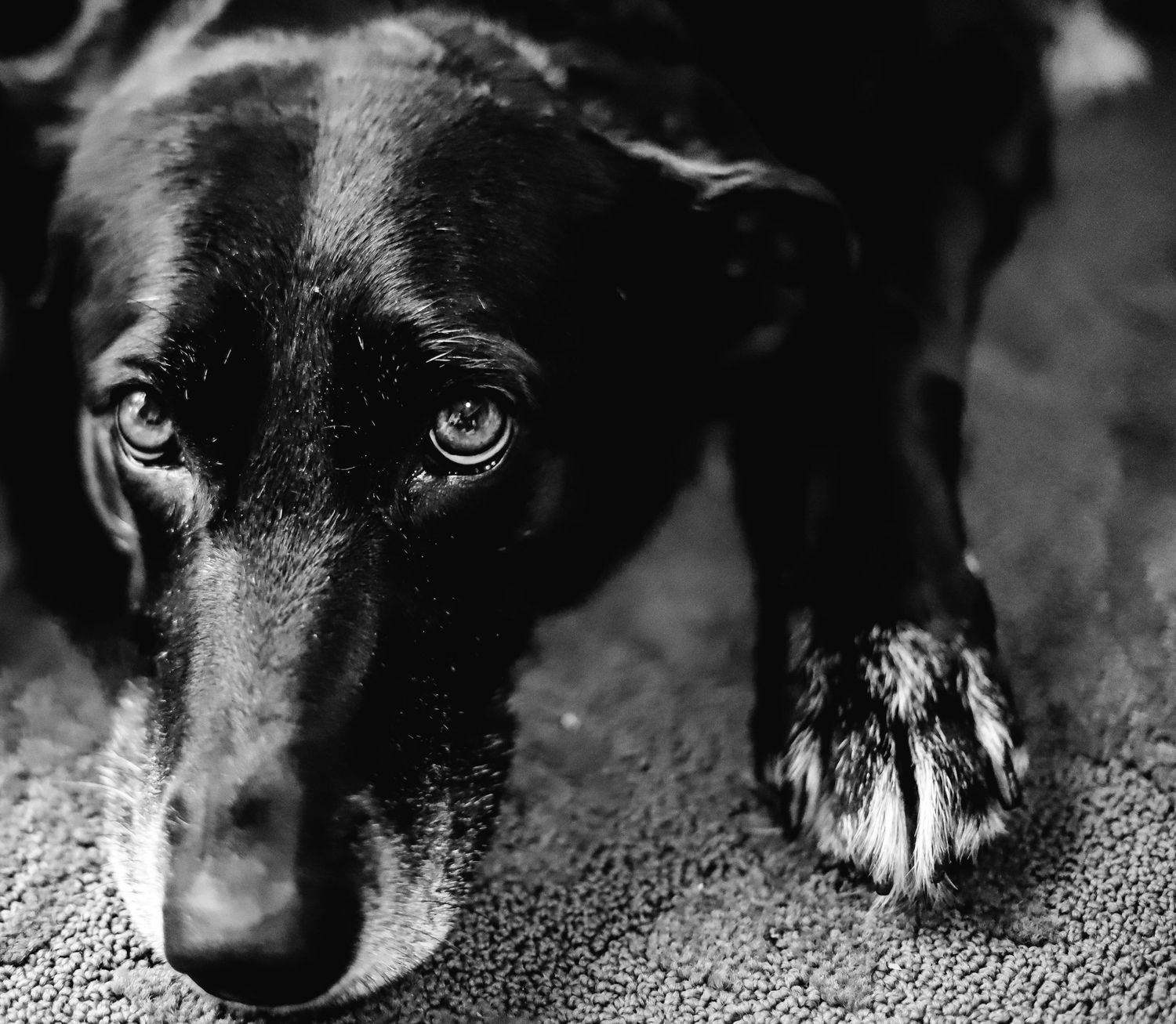 adorable puppy photography