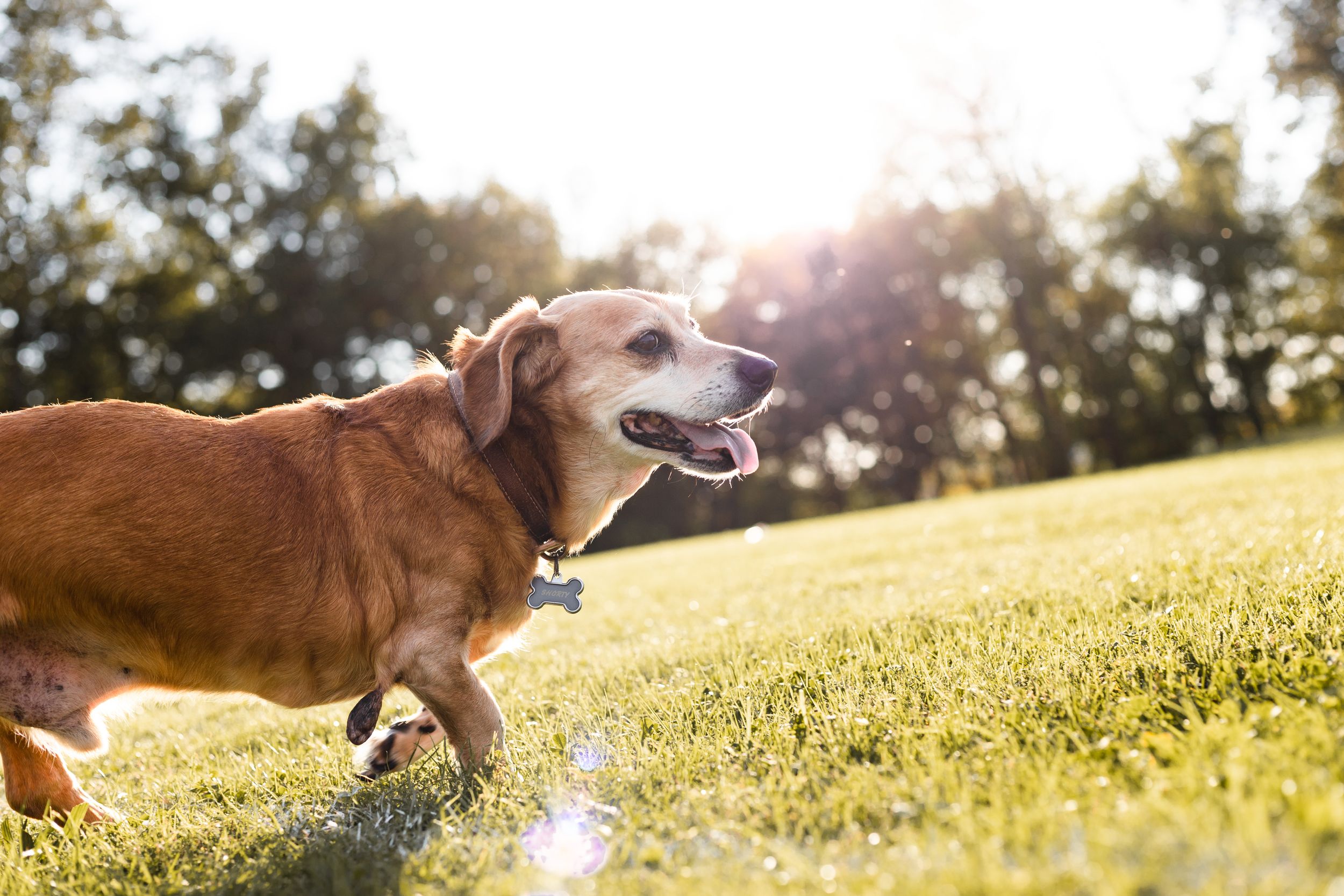 brown corgie running in a field