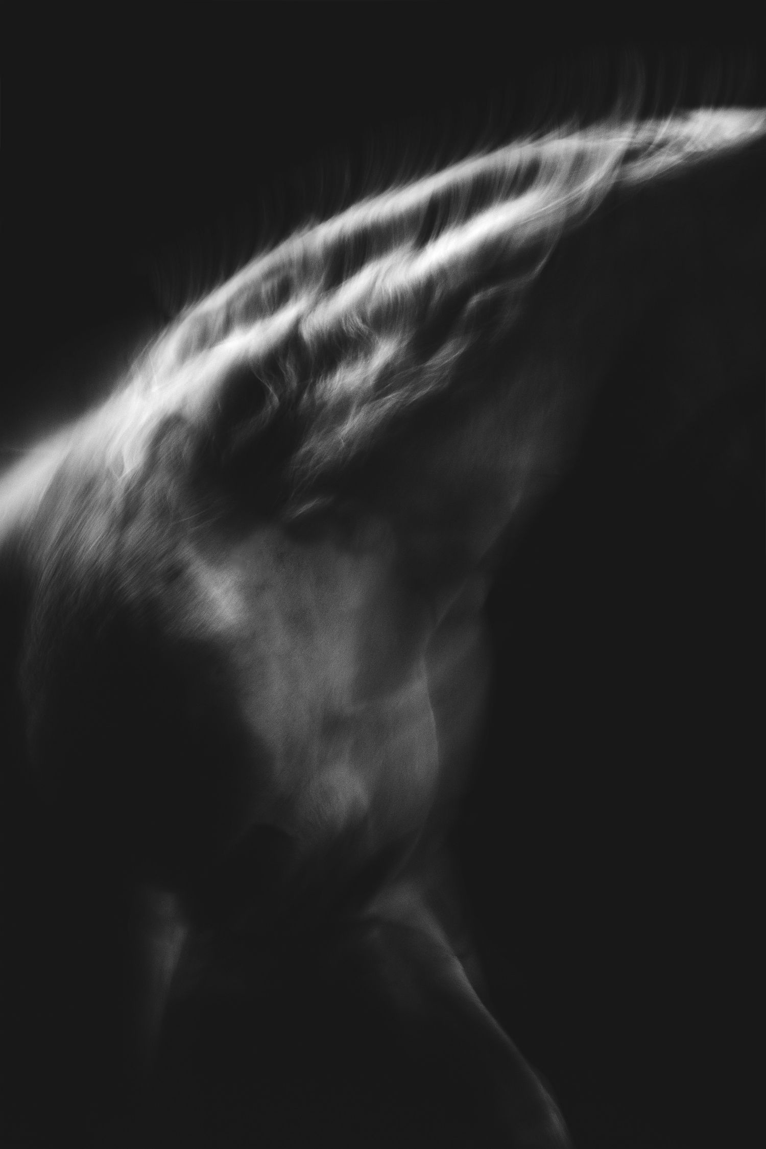 Abstract black and white horse silhouette with flowing motion blur effects.