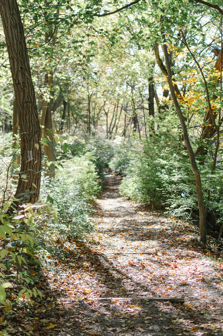 Sunlit forest trail lined with green trees and fallen autumn leaves winding through dense woodland.