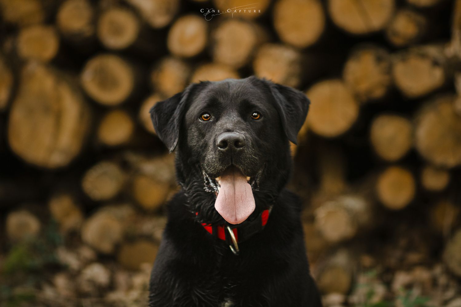 photo-chien-exterieur-tours-saint-malo-chloe-frigo