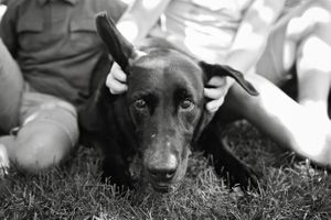 end of life pet portraits