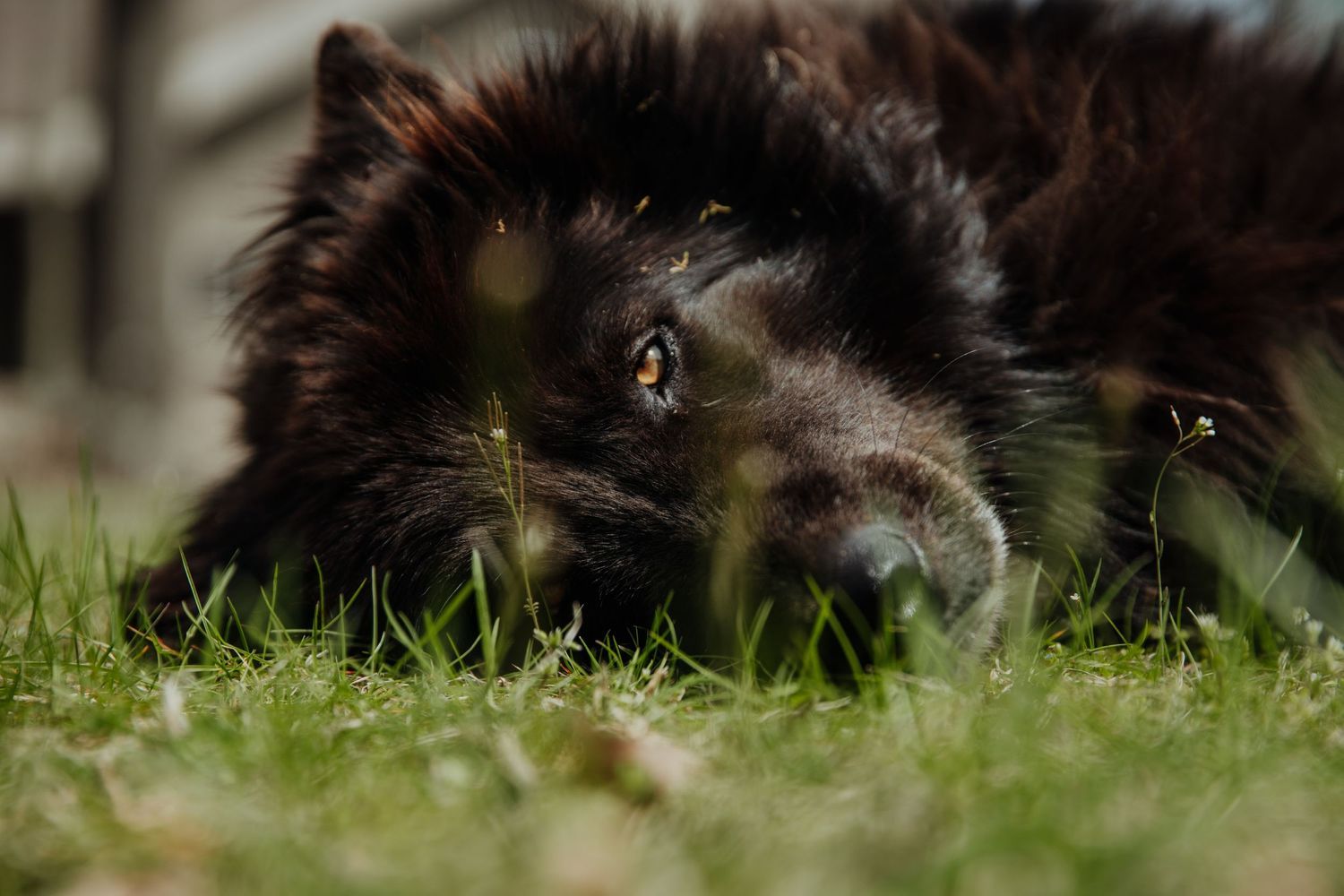 Metro Detroit Pet Photographer captures Native american indian dog laying in grass closeup portrait golden eyes