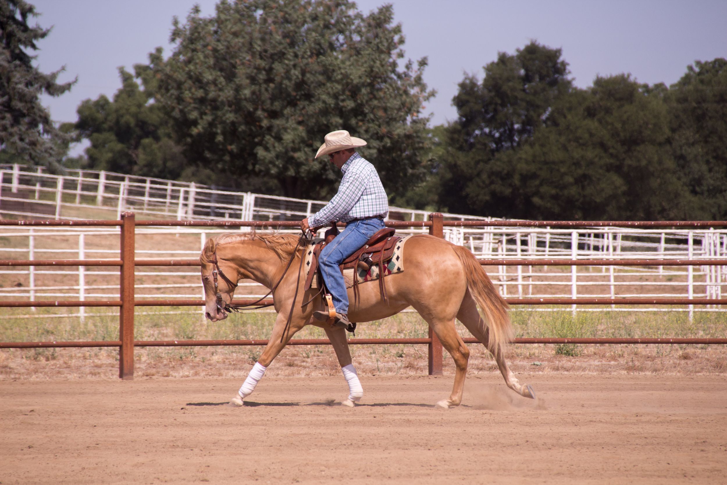Young horse loping with rider