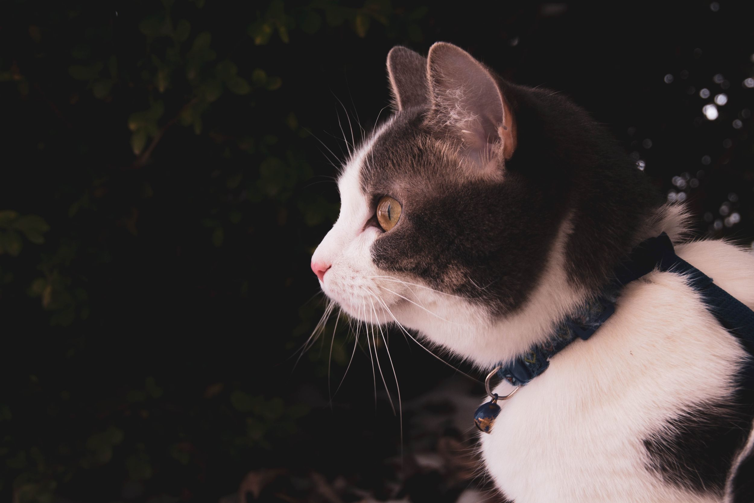 Cat profile