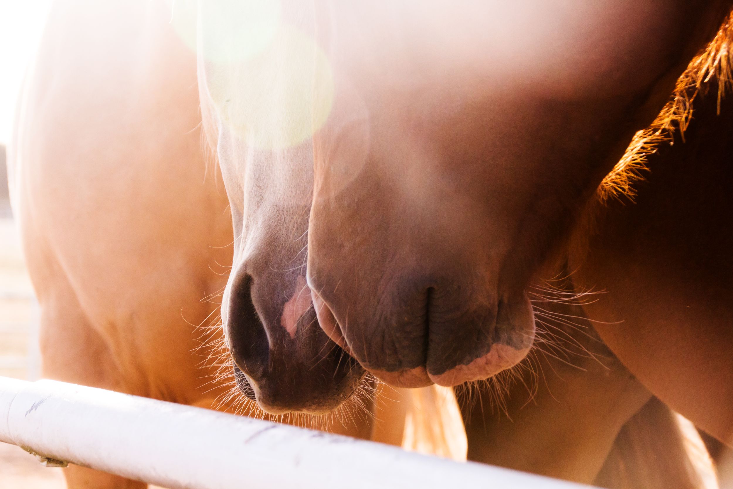 Two horses' muzzles in golden hour
