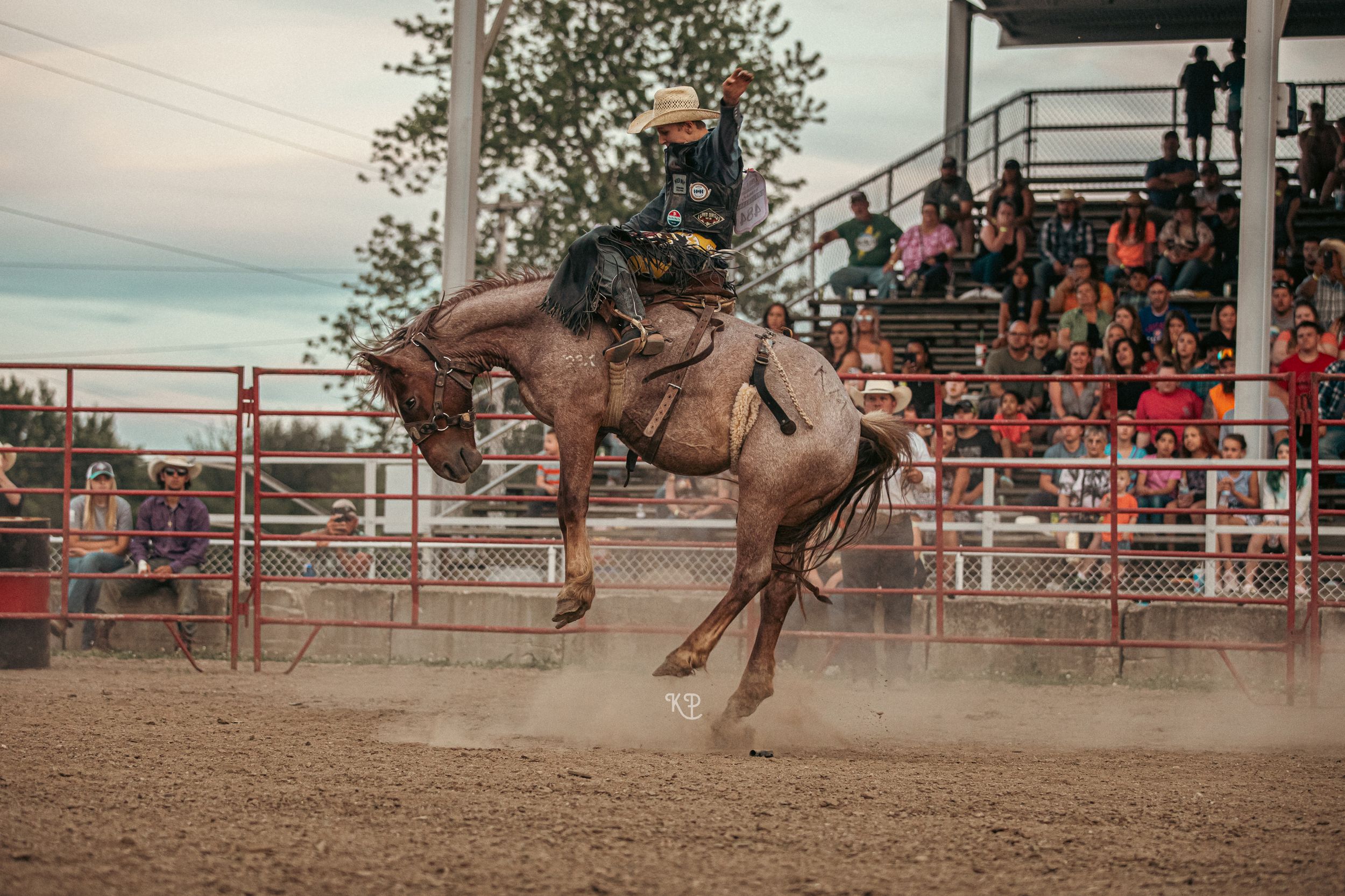 Rodeo horse bucking with rider