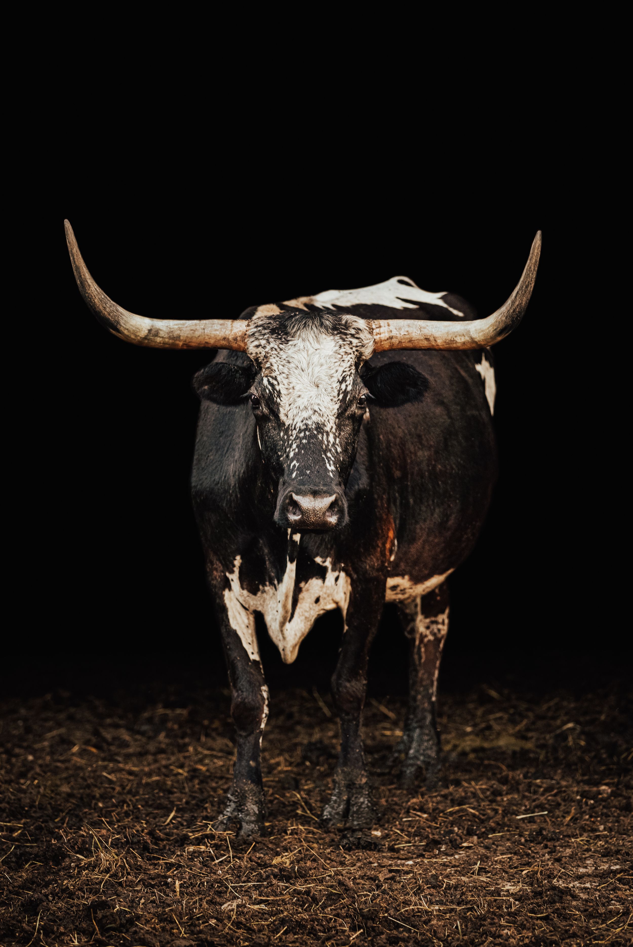 Long horned cow black background