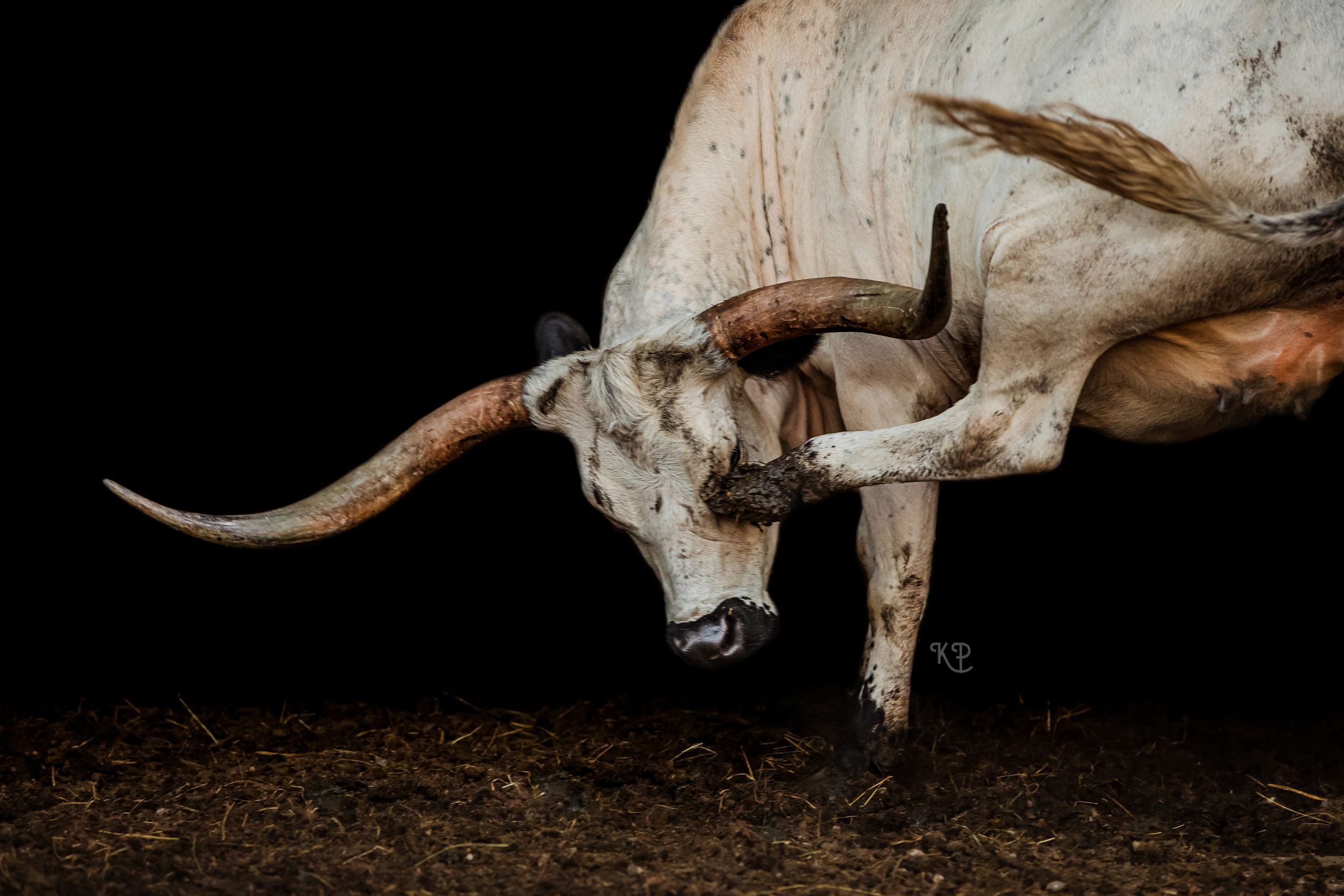Longhorn scratching its eye with its hoof