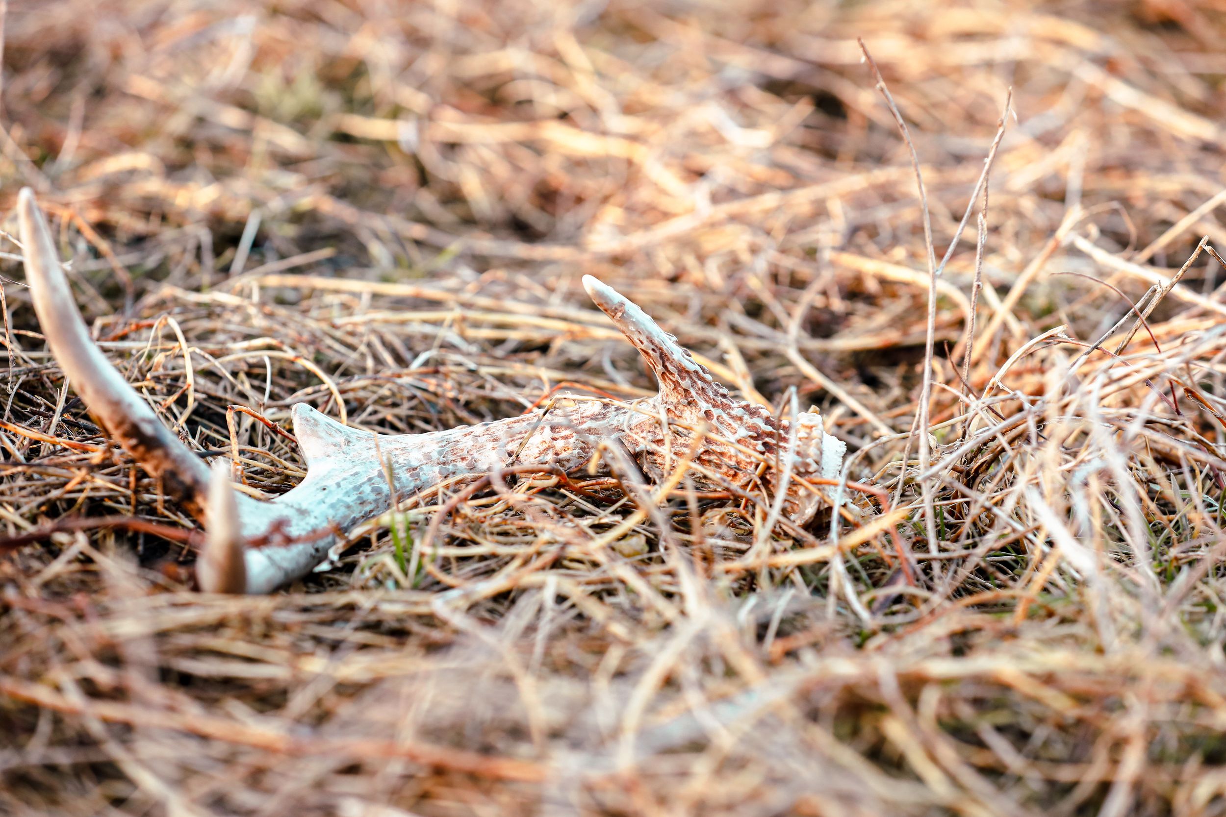 Shed antler laying in grass