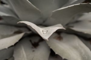 Close-up of water droplet on succulent leaf with heart symbol.