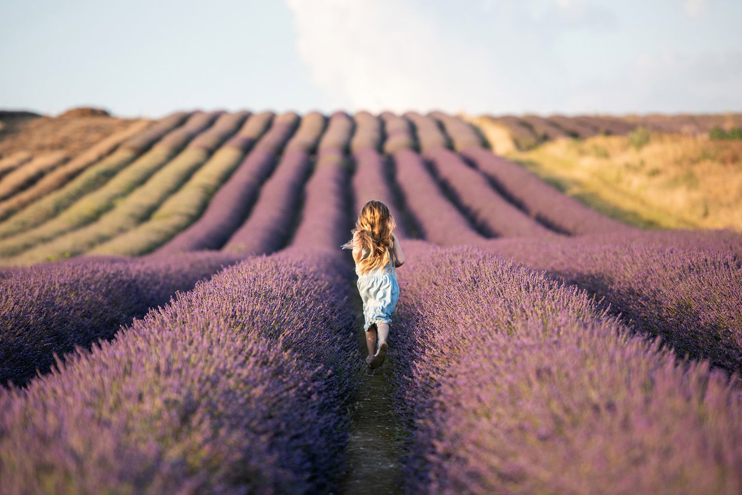 Person in blue dress walks through stunning purple lavender field at sunset.