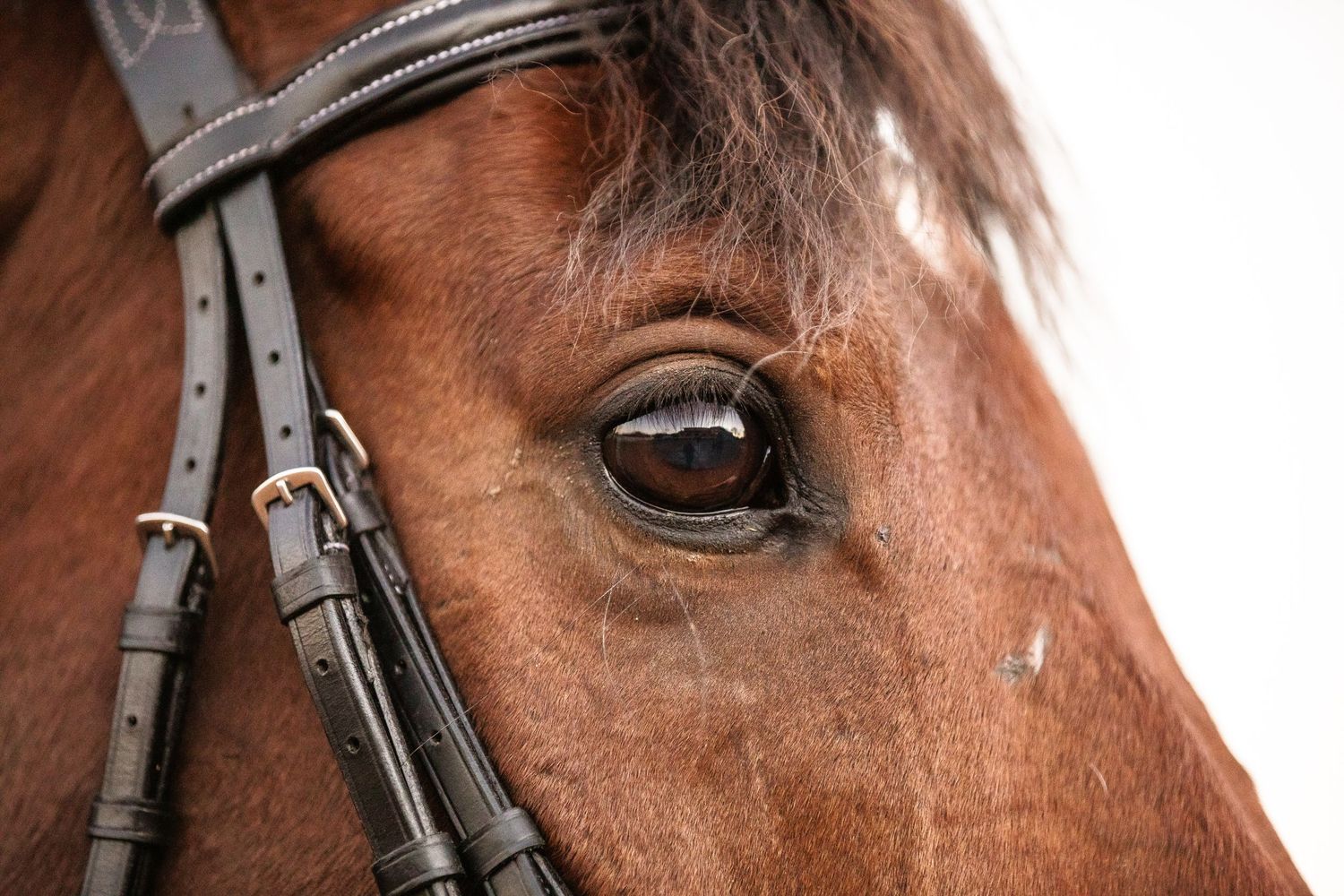 Equestrian photography.