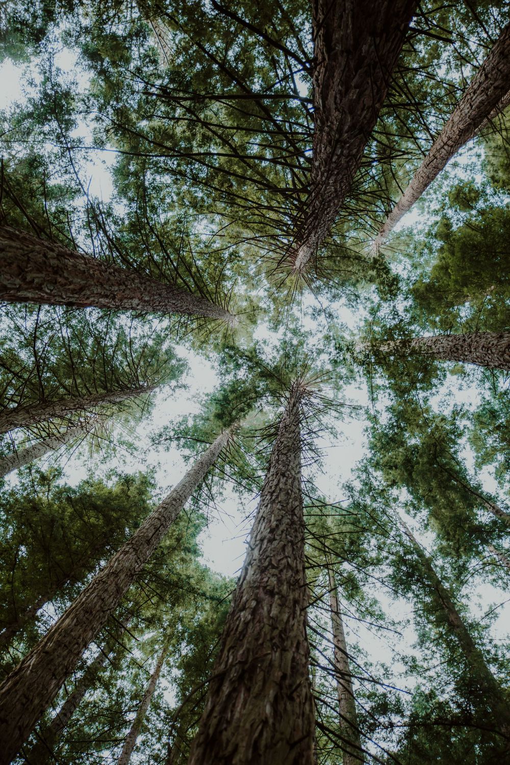 Tall redwood trees reach toward the sky in a stunning upward perspective shot.