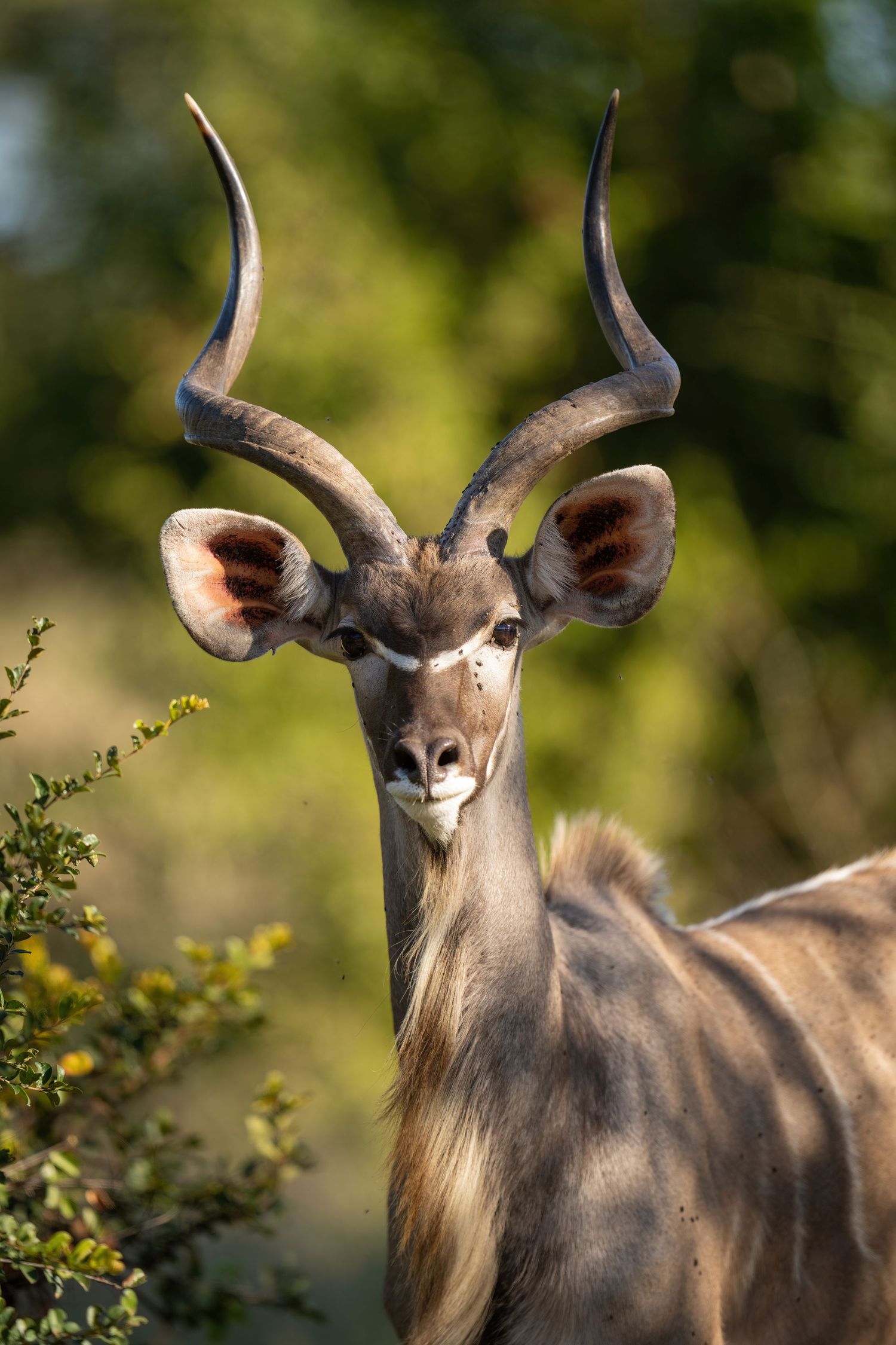 Series of close-up shots showing a majestic kudu antelope with curved horns in natural habitat.
