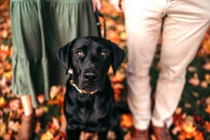 Walpole massachusetts family photographer