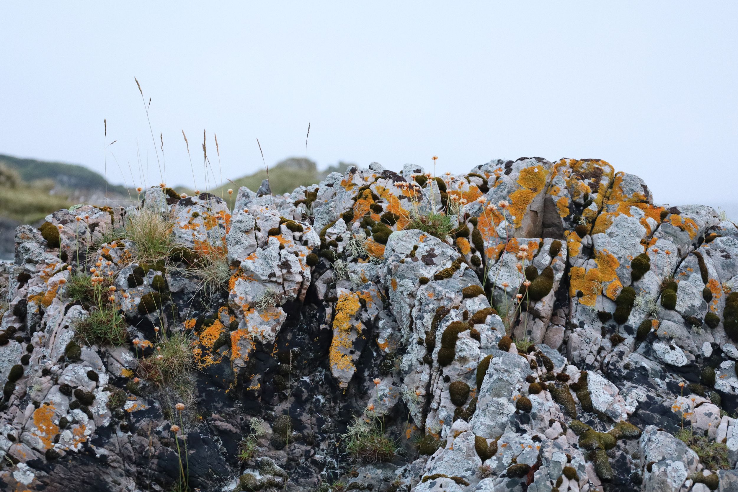 Lichen-covered rocks and boulders scattered along a rocky coastline or terrain.