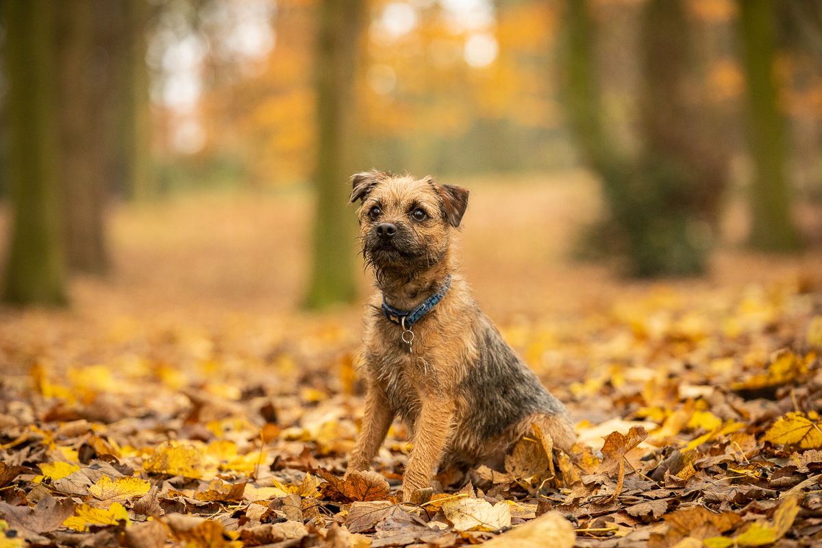 Border Terrier sitting among fallen autumn leaves in a forest setting.