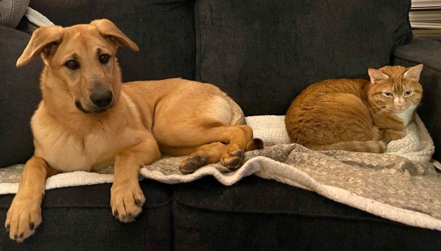 Chinook Dogs and Cats:  Ferncroft Eden gets cozy with her housemate.